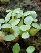 Myrmecodia echinata, seedlings